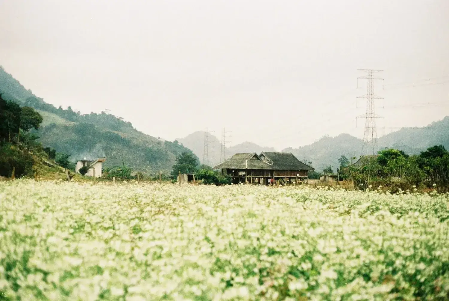 TOUR MỘC CHÂU 2 NGÀY 1 ĐÊM - KHÁM PHÁ MẢNH ĐẤT BỐN MÙA NỞ HOA