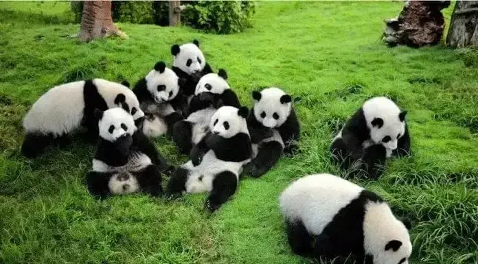 HÀ NỘI - THÀNH ĐÔ - CỬU TRẠI CÂU - TRẢI NGHIỆM TRƯỢT TUYẾT GIA CÔ SƠN - CÔNG VIÊN GẤU TRÚC 6 NGÀY 5 ĐÊM