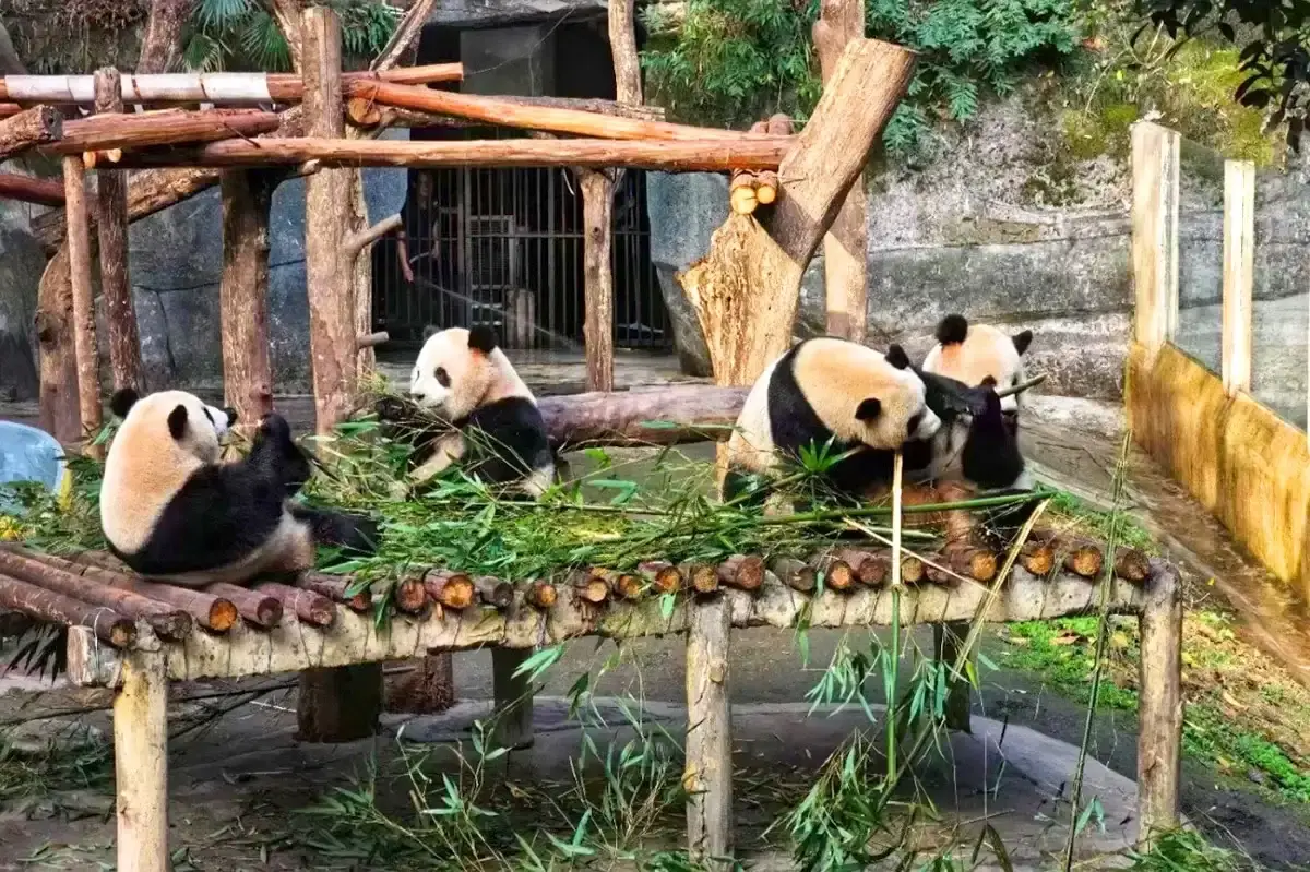 cong-vien-gau-truc-trung-khanh-blueway-travel