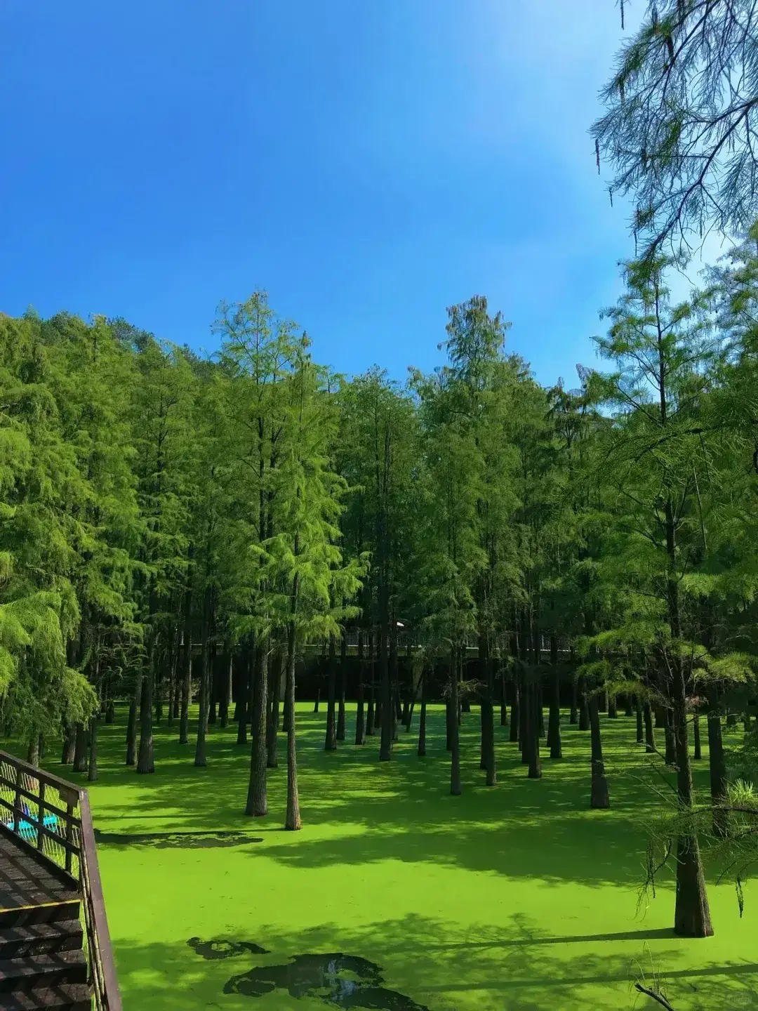 [TOUR NO SHOPPING] THƯỢNG HẢI  -  Ô TRẤN – HÀNG CHÂU 5 NGÀY 4 ĐÊM