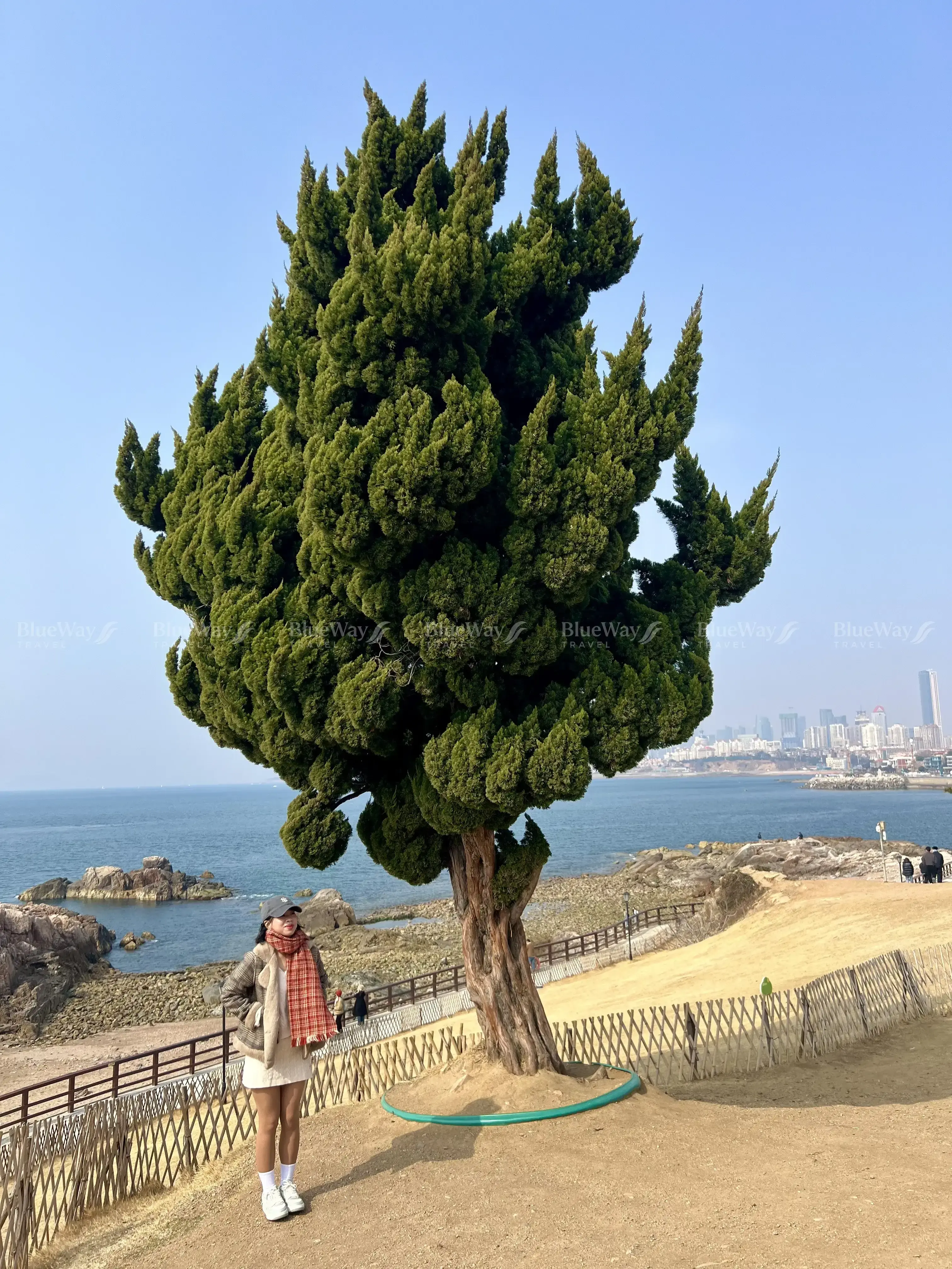 dao-tieu-mach-thanh-dao-1