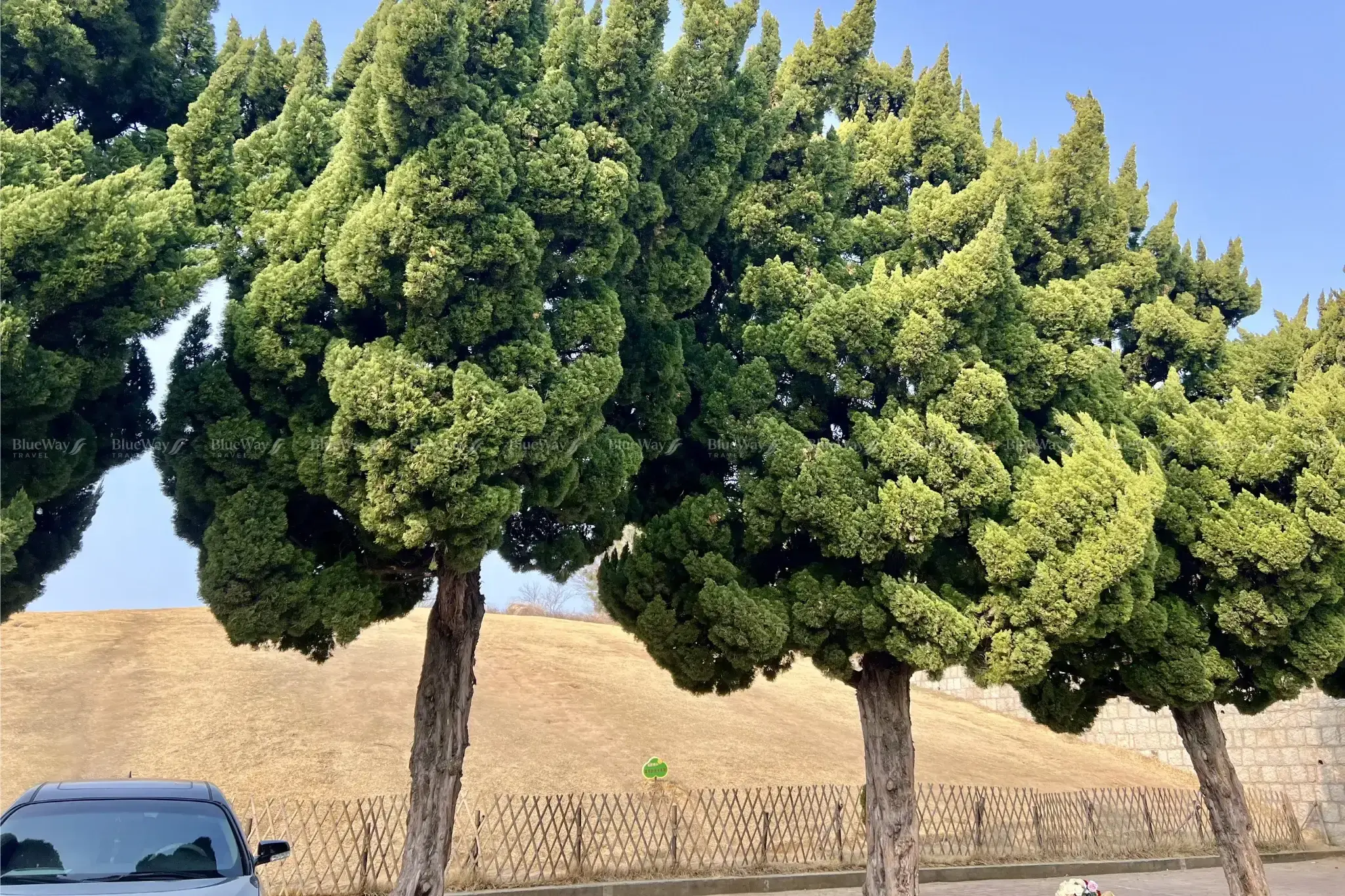 dao-tieu-mach-thanh-dao-2