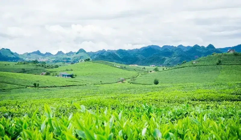 TOUR SĂN MÂY TÀ XÙA 2 NGÀY 1 ĐÊM
