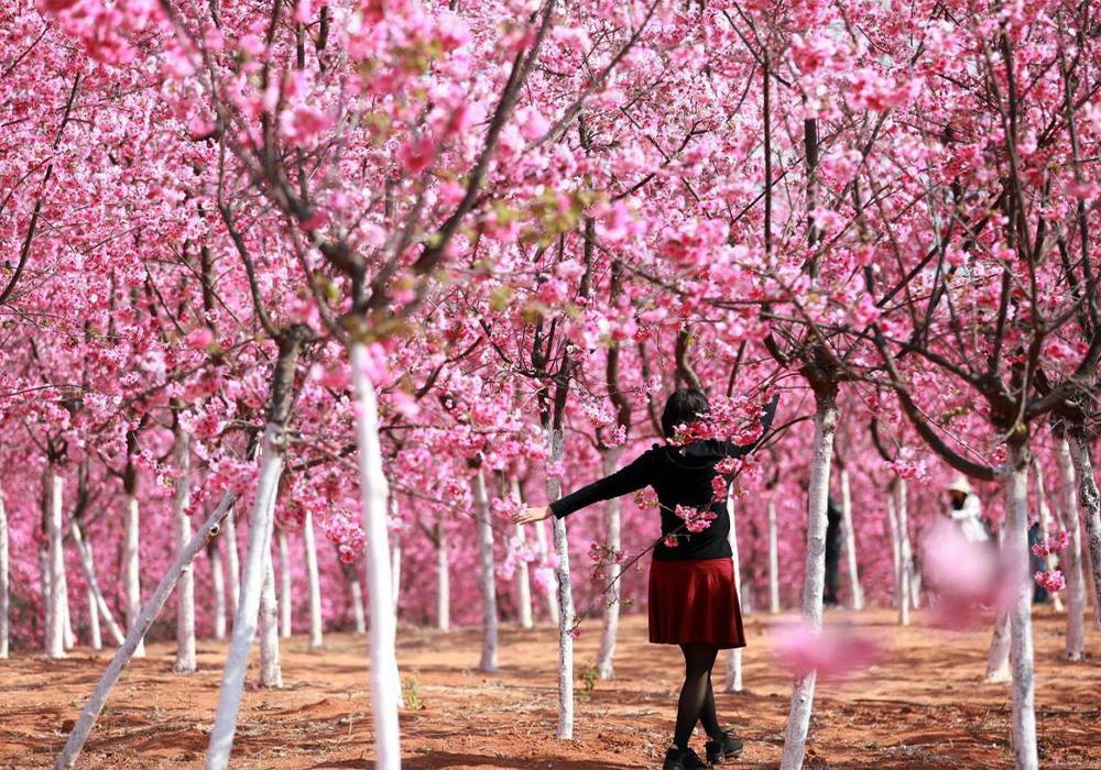 [TOUR NO SHOPPING] HÀ NỘI - CÔN MINH – RỪNG ĐÀO NGHI LƯƠNG - KIỆU TỬ SƠN 4 NGÀY 4 ĐÊM