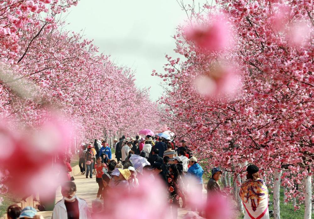 [TOUR NO SHOPPING] HÀ NỘI - CÔN MINH – RỪNG ĐÀO NGHI LƯƠNG - KIỆU TỬ SƠN 4 NGÀY 4 ĐÊM