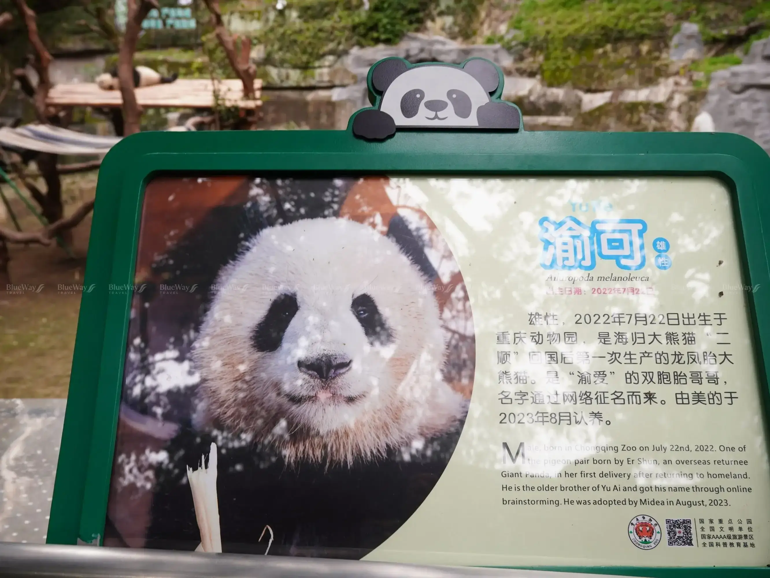 Sở Thú Trùng Khánh (Chongqing Zoo) – Thiên Đường Gấu Trúc Giữa Lòng Thành Phố