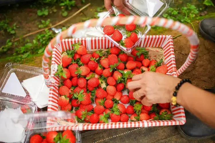 TOUR MỘC CHÂU 2 NGÀY 1 ĐÊM - KHÁM PHÁ MẢNH ĐẤT BỐN MÙA NỞ HOA